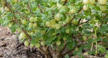 Jak se starat o angrešt na podzim po sklizni?